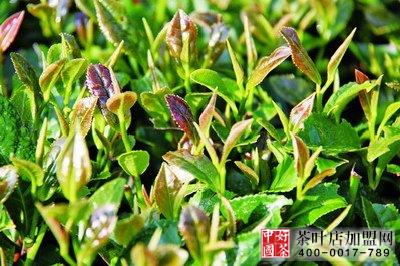 茶叶，茶业，茶叶排行，茶行业最新资讯