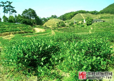 安溪铁观音茶山