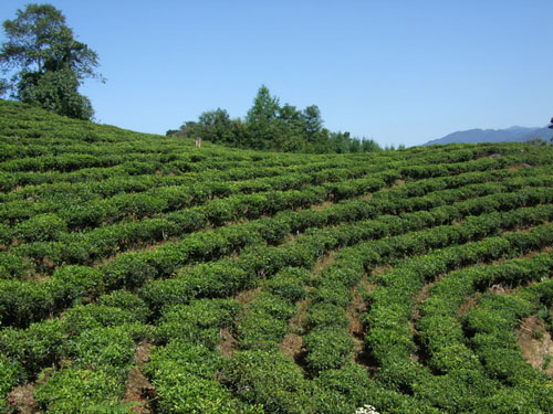 茶叶市场-茶叶生意-茶行业问题