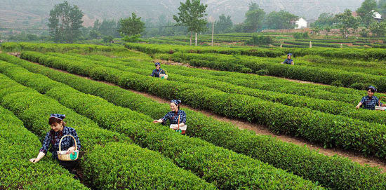 日照有机绿茶－日照有机绿茶种植方法