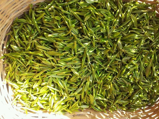 绿茶-绿茶的功效与作用-茶叶明目防辐射
