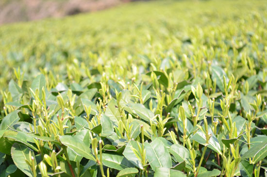 中国茶行业问题－茶叶国际品牌之路