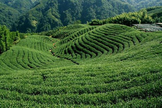 十大名茶产地茶园－十大名茶主要产地