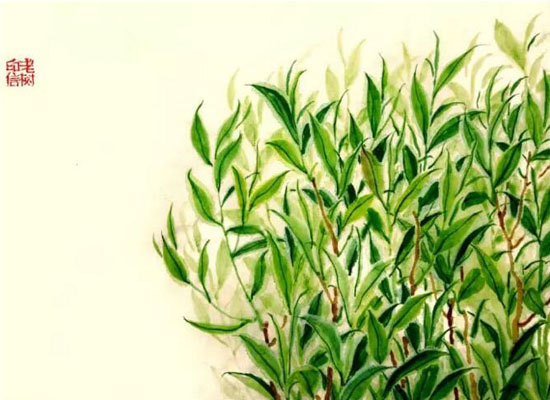 茶叶之美