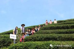 2017年茶山茶园旅游--茶道之行