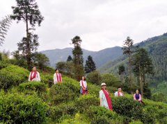 白茶品牌--三千茶农茶叶合作社