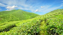 中国年茶叶产量240多万吨占世界四成