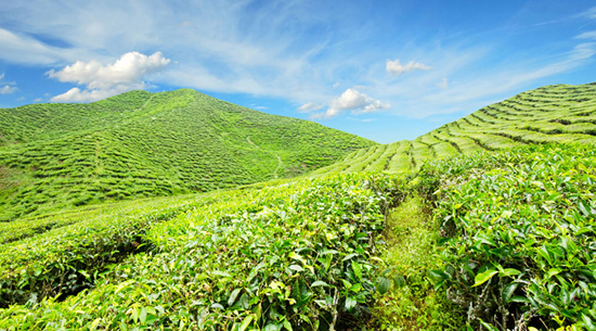 中国茶叶产量-茶叶文化