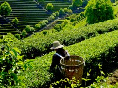 加盟茶叶品牌被骗那是因为没有考察这些！
