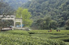 四大茶区的分布范围