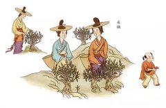 茶中贵族祁门红茶传统手工制作流程图