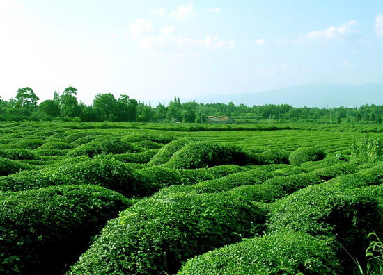 茶叶市场的行情-茶叶生意行情分析