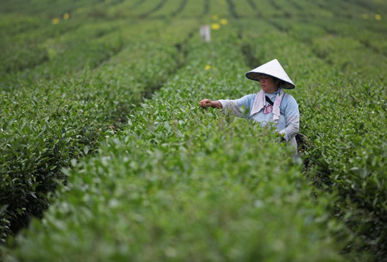 如何打造世界级的茶叶品牌？