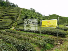 三千茶农加盟的优势与要求