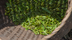 想批发茶叶从哪里进货?茶叶批发的渠道