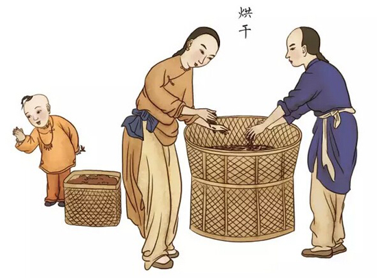 祁门红茶制作工艺--烘干方法